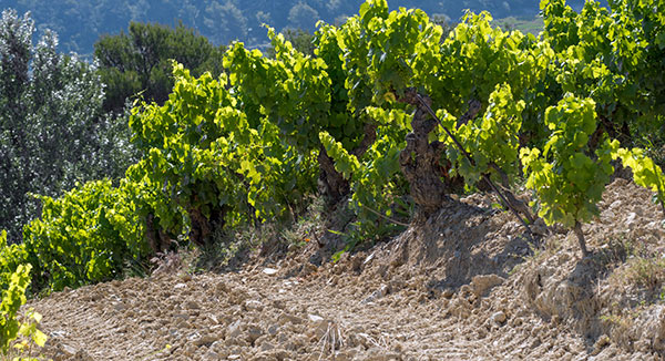 vignoble-roche